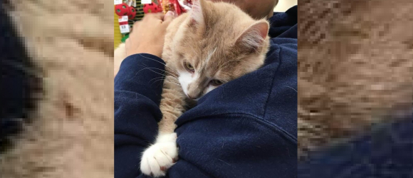 Illustration : "Un chat tellement heureux d'être adopté ne peut s'empêcher de lécher et étreindre sa nouvelle propriétaire ! (vidéo)"