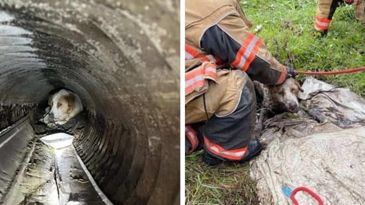 Illustration : "Un chien sourd et malvoyant coincé dans un tuyau d’évacuation, les pompiers interviennent pendant 2 heures"