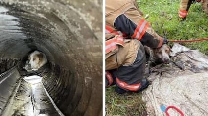 Illustration : Un chien sourd et malvoyant coincé dans un tuyau d’évacuation, les pompiers interviennent pendant 2 heures
