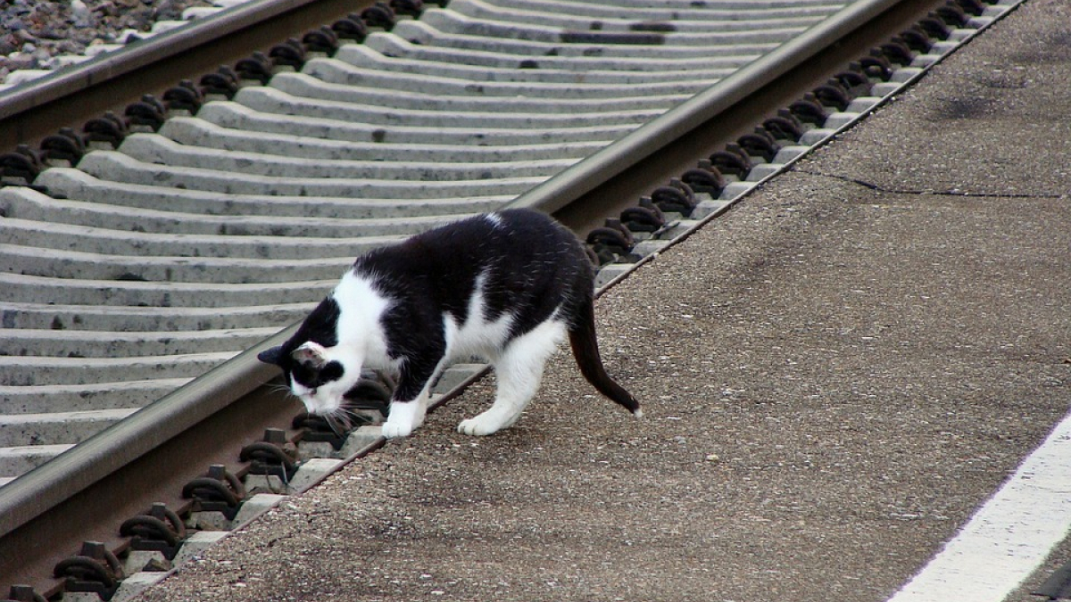 Illustration : "Un chat saute dans un train et parcourt plusieurs kilomètres au grand dam de sa propriétaire"