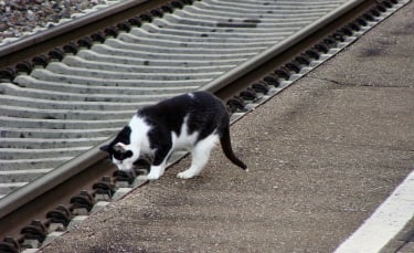 Illustration : "Un chat saute dans un train et parcourt plusieurs kilomètres au grand dam de sa propriétaire"