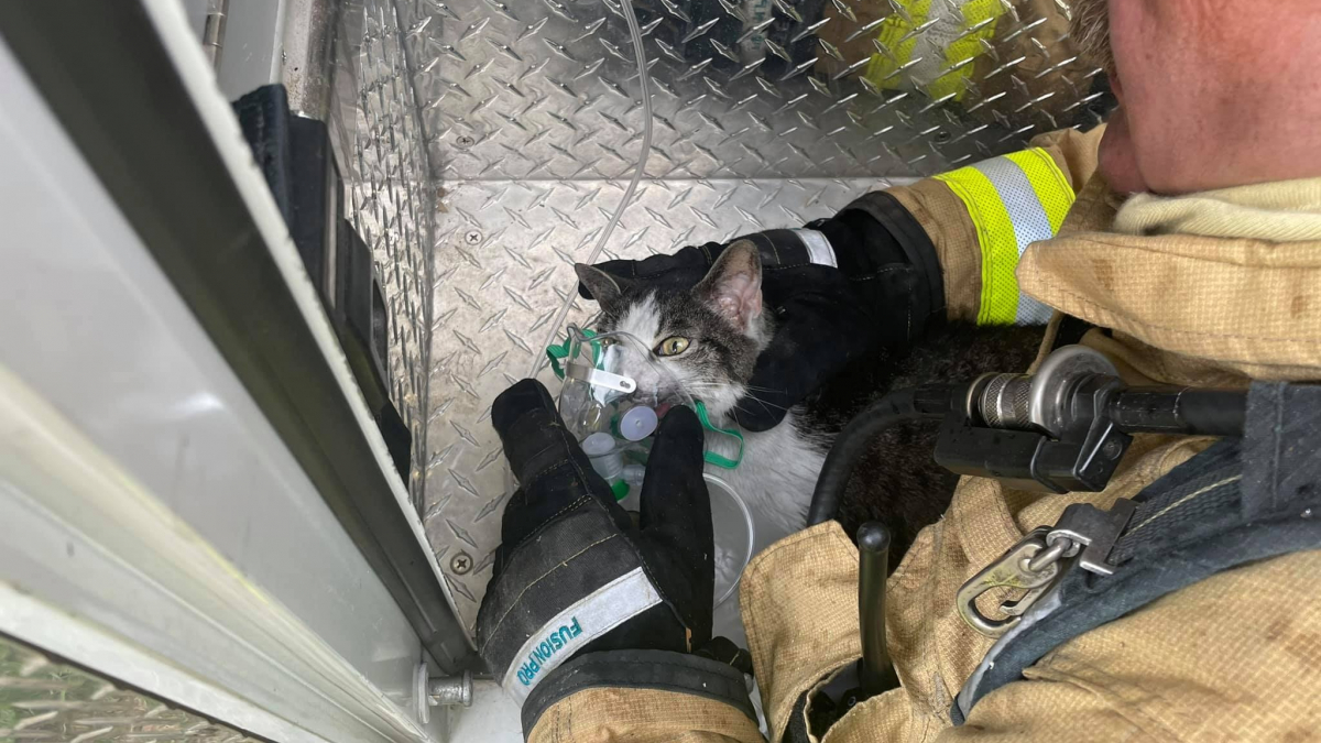 Illustration : "Des pompiers interviennent pour extirper un chat d'une maison incendiée et qui ne pourra être sauvée"
