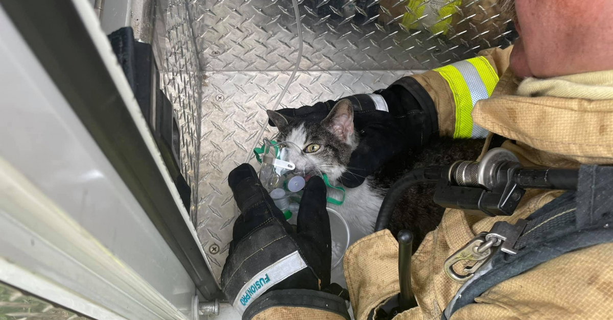 Des Pompiers Interviennent Pour Extirper Un Chat D Une Maison Incendiee Et Qui Ne Pourra Etre Sauvee Des Pompiers Interviennent Pour Extirper Un Chat D Une Maison Incendiee Et Qui Ne Pourra Etre Sauvee