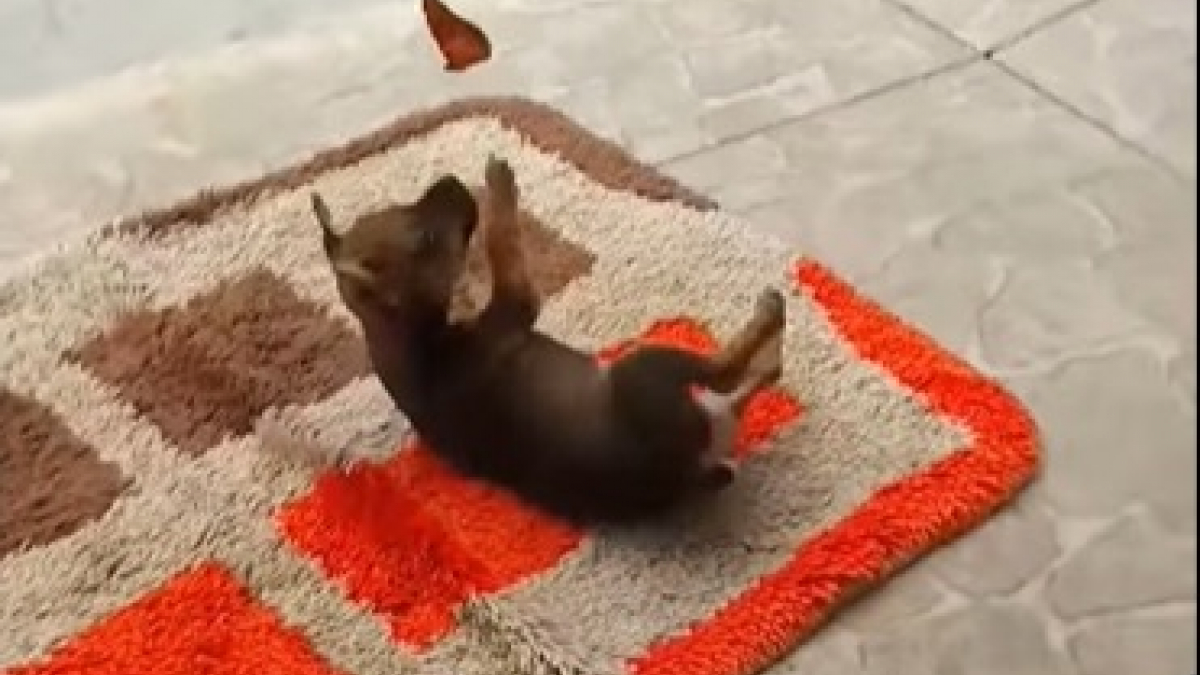 Illustration : "Un chiot filmé en train de s'amuser avec un papillon. La vidéo fait le tour des réseaux sociaux (vidéo)"