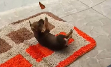 Illustration : "Un chiot filmé en train de s'amuser avec un papillon. La vidéo fait le tour des réseaux sociaux (vidéo)"