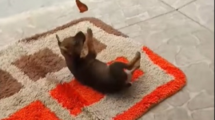 Illustration : Un chiot filmé en train de s'amuser avec un papillon. La vidéo fait le tour des réseaux sociaux (vidéo)