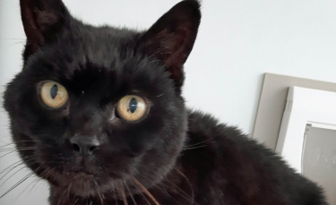 Illustration : "Un chat retrouvé 14 ans après sa disparition dans un établissement pour personnes avec des troubles de l'apprentissage qu'il occupait depuis 13 ans !"