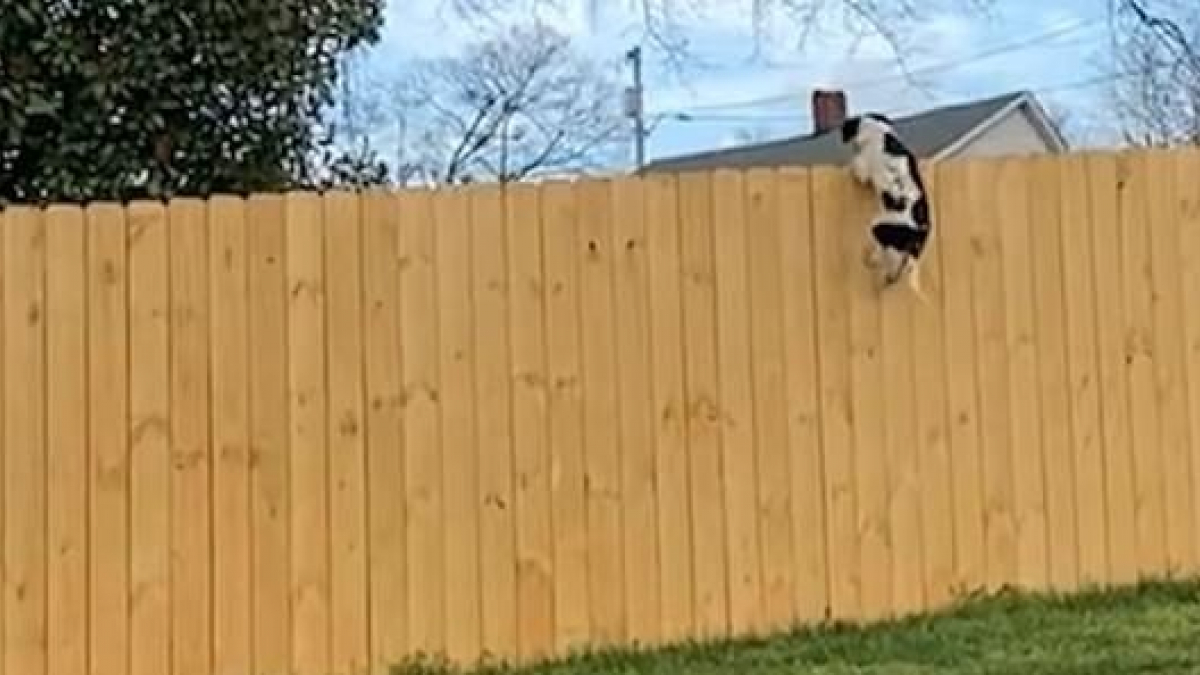 Illustration : "Un chiot de 10 mois étonne son propriétaire lorsqu'il saute d'une barrière de 3 mètres de haut (vidéo)"
