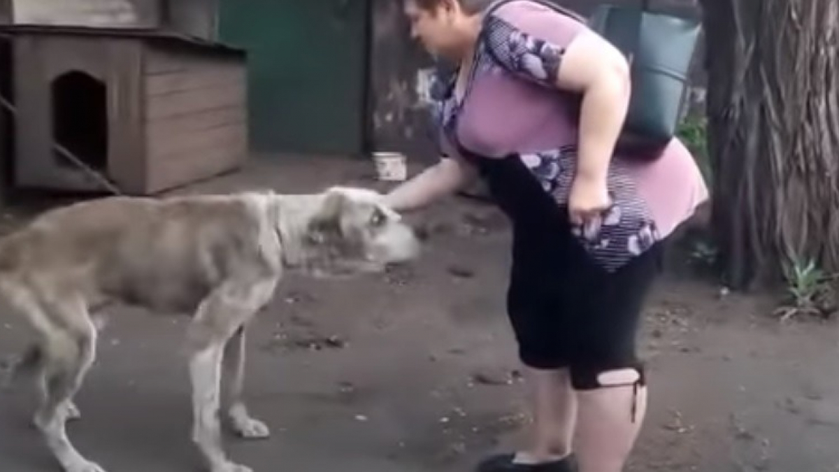 Illustration : "La réaction émouvante d’un chien volé lorsqu'il revoit sa maîtresse des années plus tard (vidéo)"