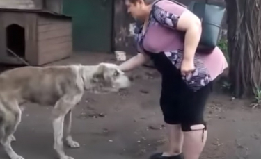 Illustration : "La réaction émouvante d’un chien volé lorsqu'il revoit sa maîtresse des années plus tard (vidéo)"