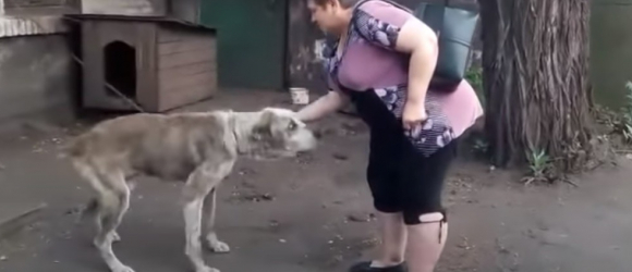 Illustration : "La réaction émouvante d’un chien volé lorsqu'il revoit sa maîtresse des années plus tard (vidéo)"