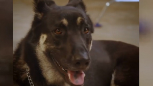 Elle décide de faire un test ADN pour prouver que son chien n'est pas un  loup. Les résultats la laisse sans voix !