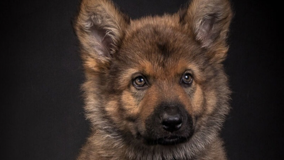 Illustration : "19 chiens qui ont été les vedettes d'une séance photo professionnelle"