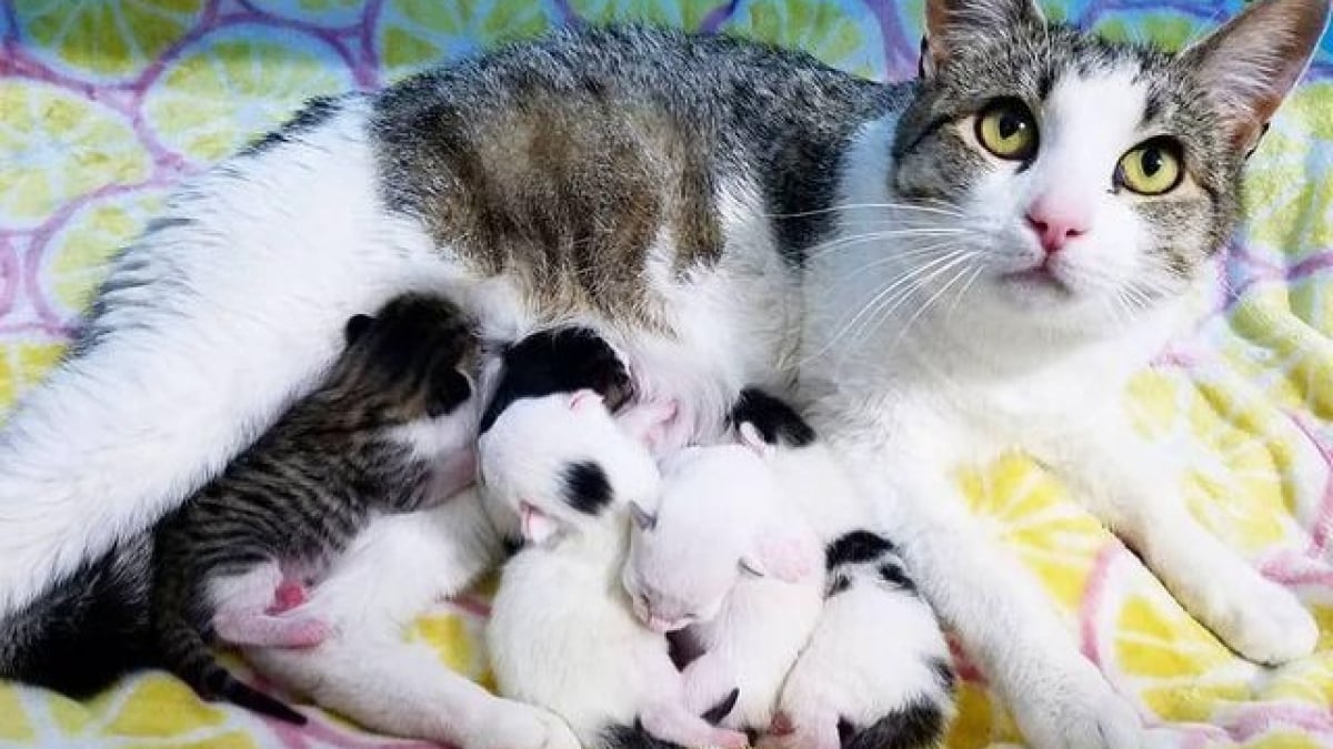 Illustration : "Une chatte enceinte réclame l’hospitalité chez une inconnue pour mettre bas en toute sécurité"