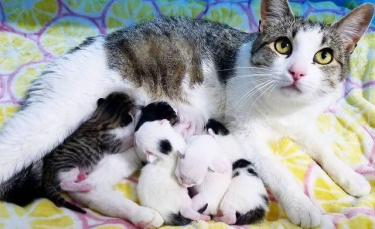 Illustration : "Une chatte enceinte réclame l’hospitalité chez une inconnue pour mettre bas en toute sécurité"