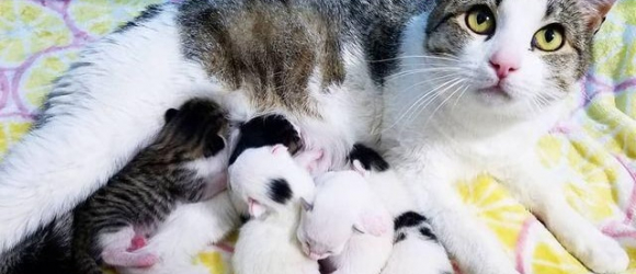Illustration : "Une chatte enceinte réclame l’hospitalité chez une inconnue pour mettre bas en toute sécurité"