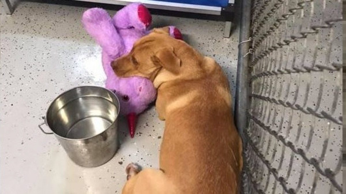 Illustration : "Un chien errant fait irruption dans un magasin et repère une peluche licorne, l’agent de contrôle fait un geste qu'il n'oubliera jamais"