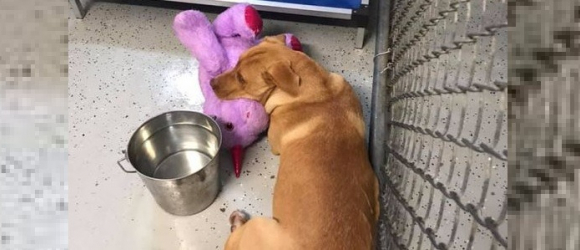 Illustration : "Un chien errant fait irruption dans un magasin et repère une peluche licorne, l’agent de contrôle fait un geste qu'il n'oubliera jamais"