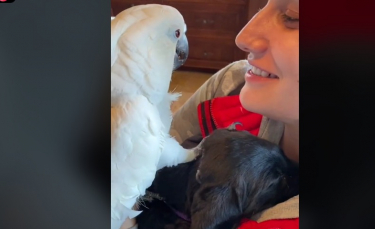 Illustration : "Un Perroquet domestique dit « Je t’aime » au nouveau chiot de la famille, qu’il rencontre pour la première fois ! (Vidéo)"
