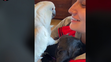 Illustration : Un Perroquet domestique dit « Je t’aime » au nouveau chiot de la famille, qu’il rencontre pour la première fois ! (Vidéo)
