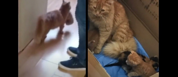 Illustration : "Une maman chat amène ses chatons malades dans une clinique pour humains en espérant leur aide"