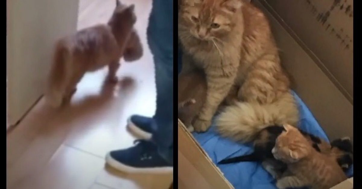 Une Maman Chat Amene Ses Chatons Malades Dans Une Clinique Pour Humains En Esperant Leur Aide Une Maman Chat Amene Ses Chatons Malades Dans Une Clinique Pour Humains En Esperant Leur Aide