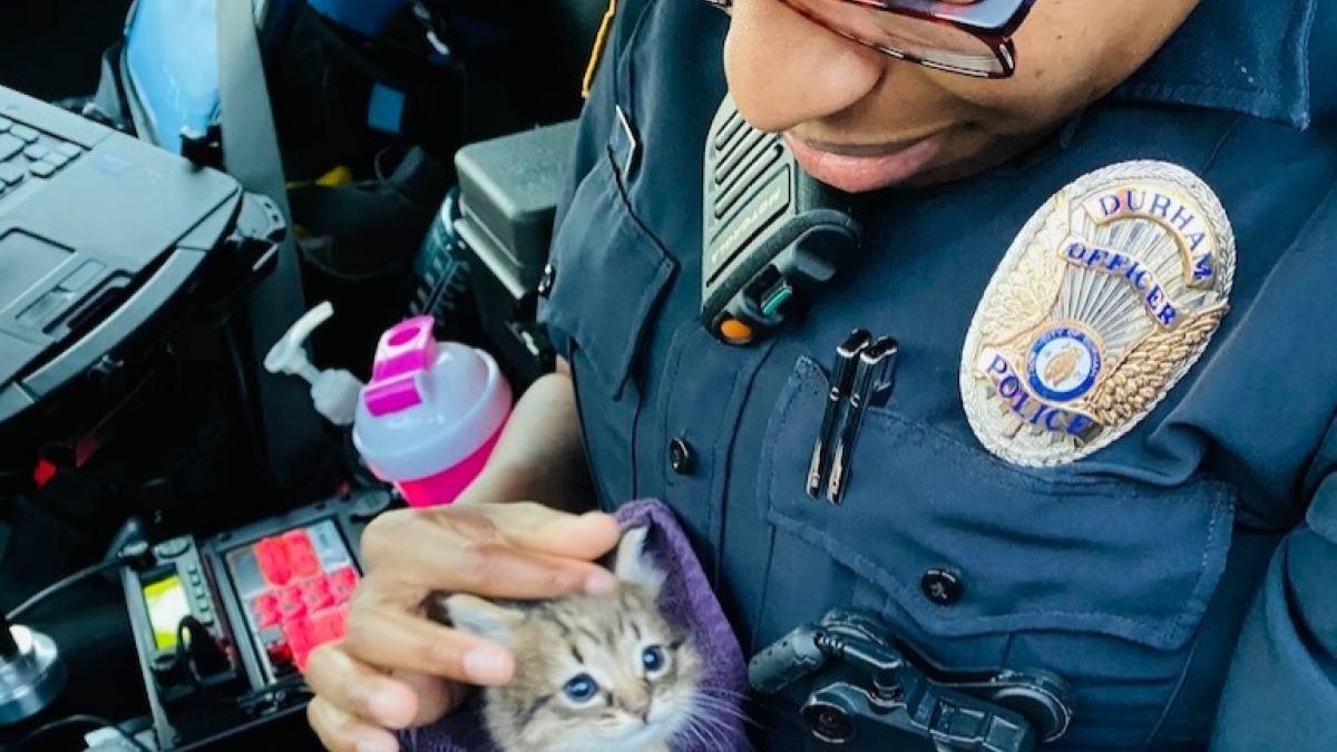 Illustration : "Deux policiers en patrouille découvrent un chaton abandonné qui ne veut plus les quitter ! "