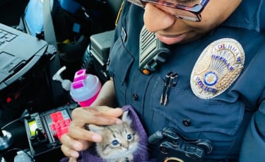 Illustration : "Deux policiers en patrouille découvrent un chaton abandonné qui ne veut plus les quitter ! "