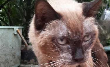 Illustration : "Une Thaïlandaise détiendrait le chat le plus vieux du monde âgé de 34 ans ! (Vidéo)"