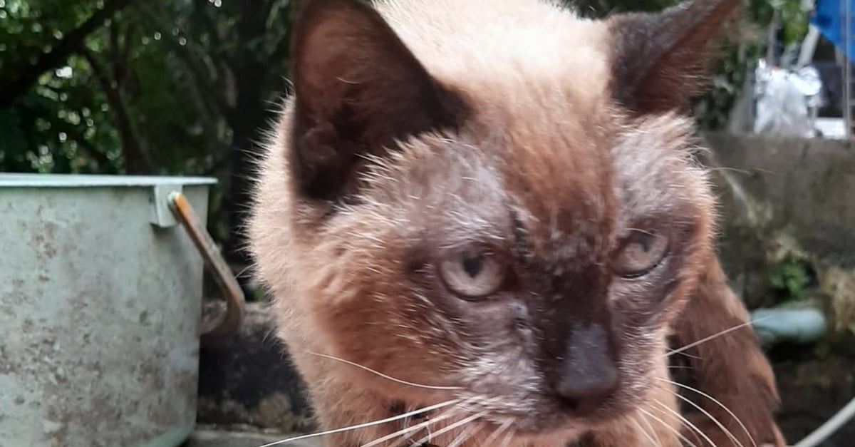 Une Thailandaise Detiendrait Le Chat Le Plus Vieux Du Monde Age De 34 Ans Video