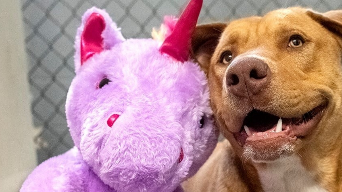 Illustration : "Le chien errant tombé amoureux d'une licorne en peluche a été adopté"