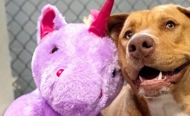 Illustration : "Le chien errant tombé amoureux d'une licorne en peluche a été adopté"