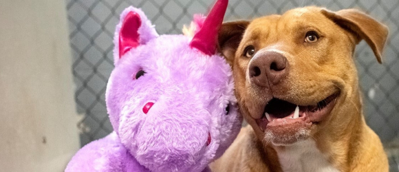Illustration : "Le chien errant tombé amoureux d'une licorne en peluche a été adopté"