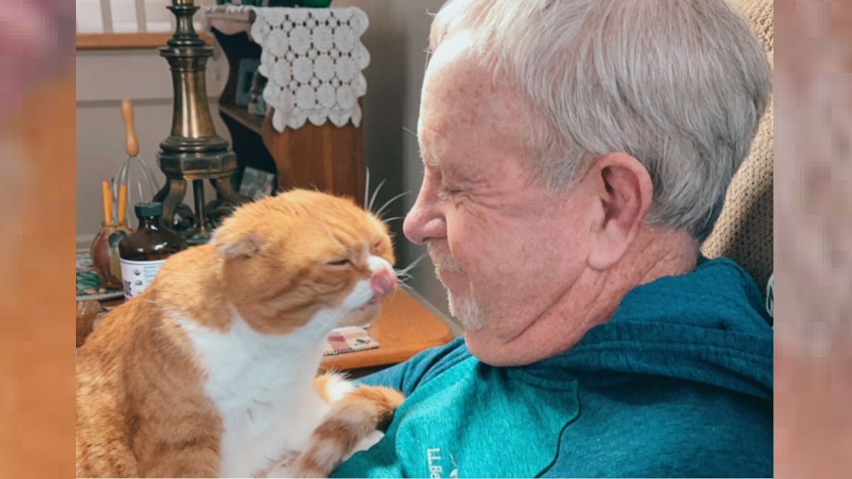 Illustration : "Un chat ne quitte plus son grand-père depuis qu'il a découvert qu'il était atteint d'un cancer"