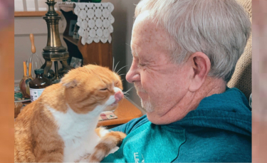Illustration : "Un chat ne quitte plus son grand-père depuis qu'il a découvert qu'il était atteint d'un cancer"