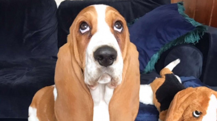 Illustration : Un jeune Basset s’amuse à glisser sur la rampe que lui a offert sa propriétaire pour l’aider à descendre du canapé (vidéo)