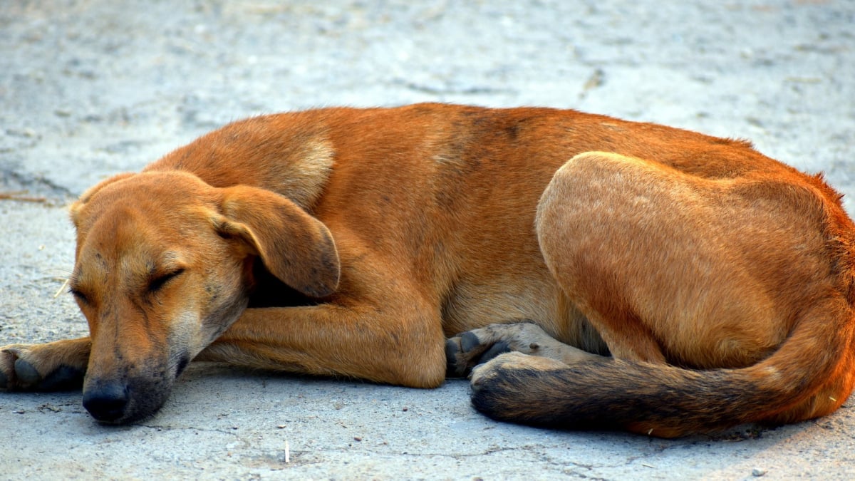 Illustration : "Les bénévoles locaux et étrangers s’inquiètent du sort des chiens errants au Qatar"