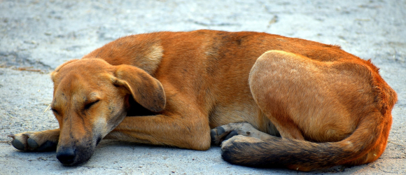 Illustration : "Les bénévoles locaux et étrangers s’inquiètent du sort des chiens errants au Qatar"