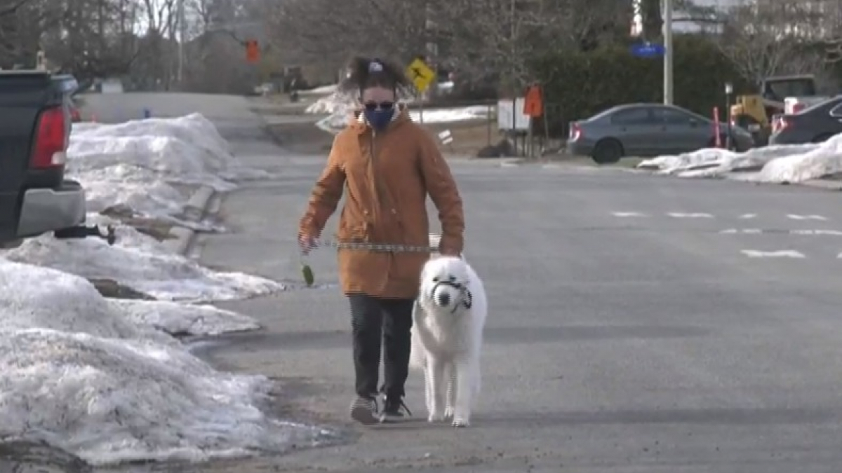 Illustration : "Un chien stoppe la circulation lorsque sa propriétaire, touchée par une crise, s'effondre sur la route (vidéo)"