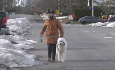 Illustration : "Un chien stoppe la circulation lorsque sa propriétaire, touchée par une crise, s'effondre sur la route (vidéo)"