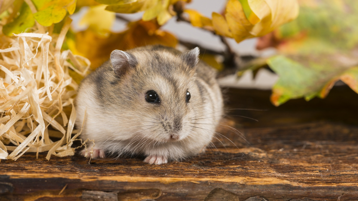 Illustration : "Un homme abandonne deux hamsters sur le bord de la route et leur laisse seulement quelques graines pour se nourrir"