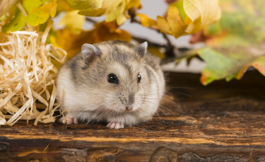Illustration : "Un homme abandonne deux hamsters sur le bord de la route et leur laisse seulement quelques graines pour se nourrir"
