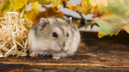 Illustration : Un homme abandonne deux hamsters sur le bord de la route et leur laisse seulement quelques graines pour se nourrir