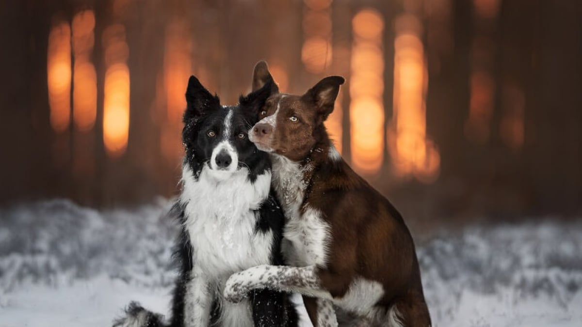 Illustration : "20 photos de Border Collies superbement mises en scène par leur maîtresse"