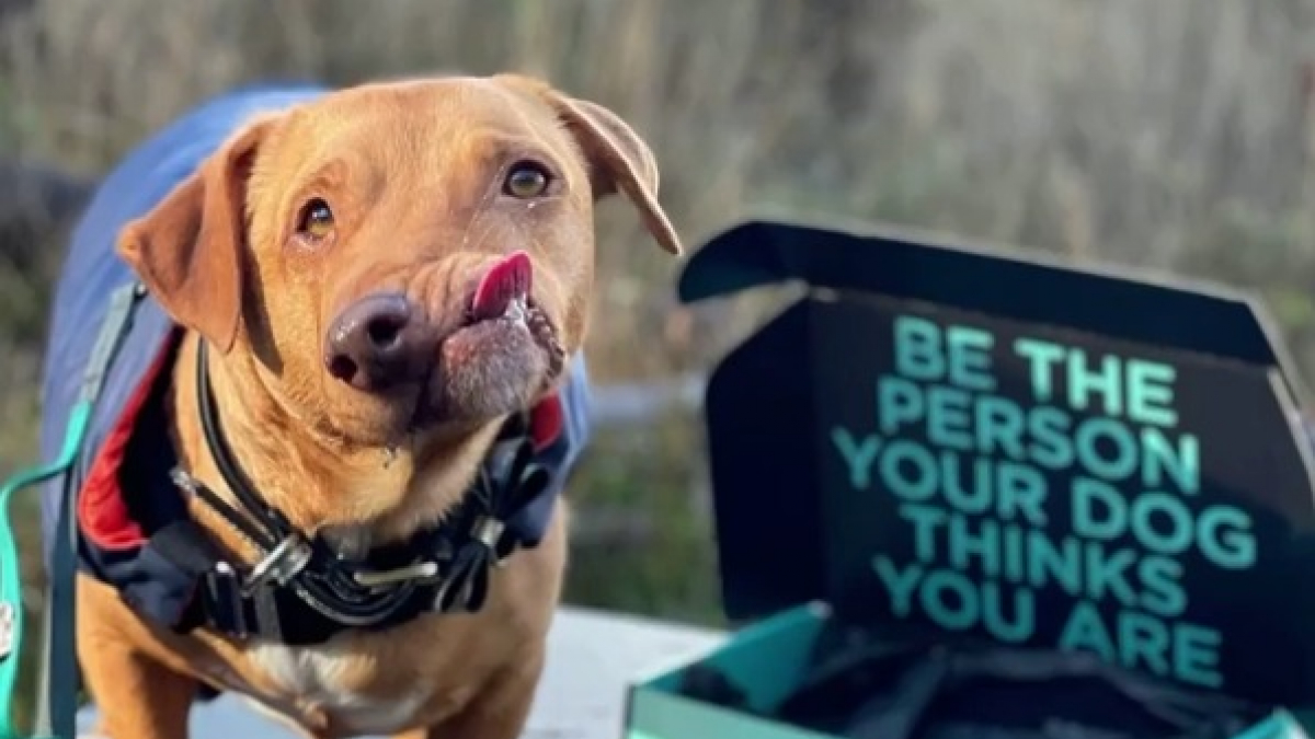 Illustration : "Un chien au visage déformé frôle l’euthanasie après avoir été abandonné (vidéo)"