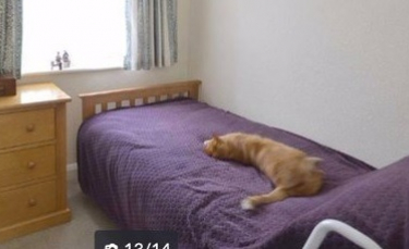 Illustration : "Un homme découvre l'annonce en ligne de la maison de son voisin mise en vente et y voit son chat allongé sur le lit"