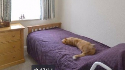 Illustration : Un homme découvre l'annonce en ligne de la maison de son voisin mise en vente et y voit son chat allongé sur le lit