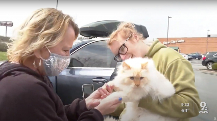 Illustration : Une femme retrouve son chat 5 ans après sa disparition (vidéo)