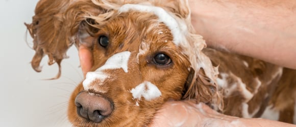 Illustration : "Faut-il laver son chien ?"