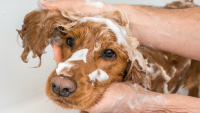 Illustration : Faut-il laver son chien ?